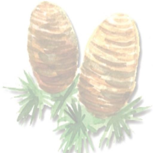 Illustration of two pine cones with greenery.